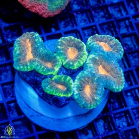 Lobophyllia sp. - Branching (Indo) Lobophyllia sp. - Branching (Indo)