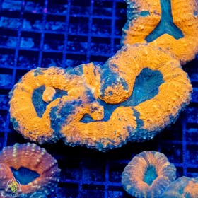 Lobophyllia sp.- Multi Color (S) Lobophyllia sp.- Multi Color (S)