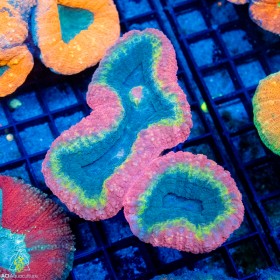 Lobophyllia sp.- Multi Color (S)