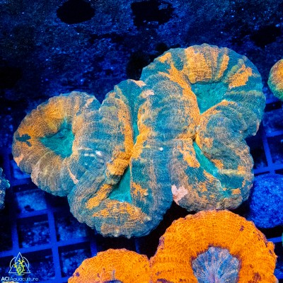 Lobophyllia sp.- Multi Color (M)