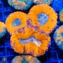 Lobophyllia sp.- Multi Color (M)