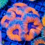 Lobophyllia sp.- Multi Color (M)