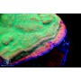 ACI Tropic Thunder Montipora (B1G1-Special)