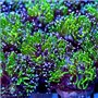 Galaxea - Green