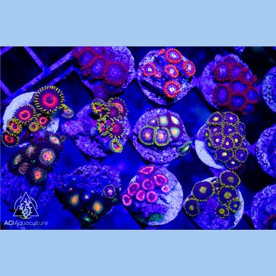 Zoanthid sp. - Assorted 10-LOT