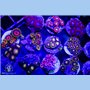 Zoanthid sp. - Assorted 10-LOT