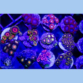 Zoanthid sp. - Assorted 20-LOT Zoanthid sp. - Assorted 20-LOT