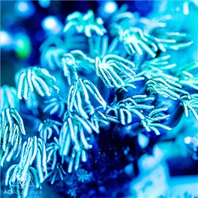 Tubipora musica - Pipe Organ Green