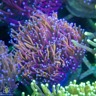 Euphyllia glabrescens - Torch Gold  NEON (4-6 polyps)