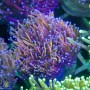 Euphyllia glabrescens - Torch Gold  NEON (4-6 polyps)