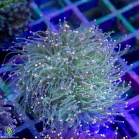 Euphyllia glabrescens - Assorted Non-Gold  (4-6 polyps)