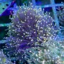 Euphyllia glabrescens - Assorted Non-Gold  (4-6 polyps)