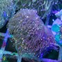 Euphyllia glabrescens - Assorted Non-Gold  (4-6 polyps)