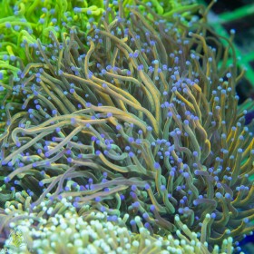 Euphyllia glabrescens - Torch Gold  NEON (4-6 polyps)