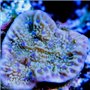 ACI Flower Petal cap