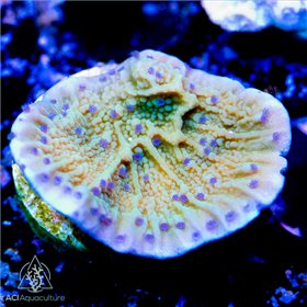 ACI Flower Petal cap