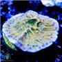 ACI Flower Petal cap
