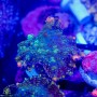 ACI Galaxy Bounce Mushroom
