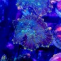 ACI Galaxy Bounce Mushroom