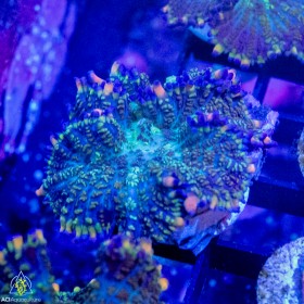 ACI Galaxy Bounce Mushroom