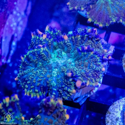 ACI Galaxy Bounce Mushroom