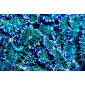 ACI Galaxy Bounce Mushroom