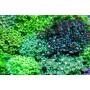 Alveopora sp - Green (Indo-Pacific)