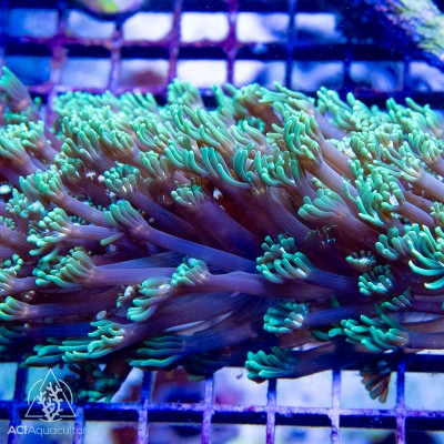ACI Big Drip Alveopora