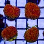 ACI Orange Kiss Goniopora