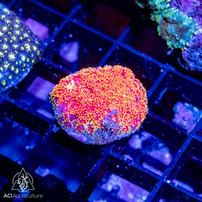 ACI Orange Kiss Goniopora