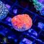 ACI Orange Kiss Goniopora