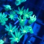 Clavularia sp - Green NEON Clove (Indo-Pacific) M