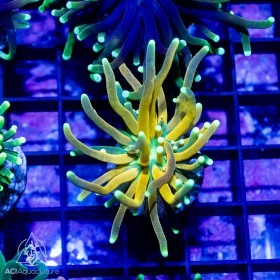 Euphyllia glabrescens - Tiger Torch