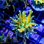 Euphyllia glabrescens - Tiger Torch
