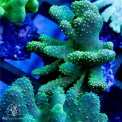 Lobophytum - Long Finger (Common) L