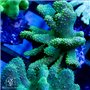 Lobophytum - Long Finger (Common) L