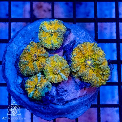 Ricordea yuma -  Orange Colony (Indo-Pacific)