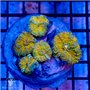 Ricordea yuma -  Orange Colony (Indo-Pacific)