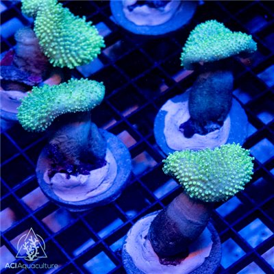 Sarcophyton - Neon Green Long Polyp Toadstool (Indo-Pacific) S