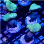 Sarcophyton - Neon Green Long Polyp Toadstool (Indo-Pacific) S