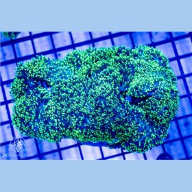 Rhodactis - Green NEON Hairy (Indo-Pacific) L Rhodactis - Green NEON Hairy (Indo-Pacific) L