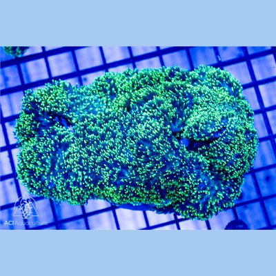 Rhodactis - Green NEON Hairy (Indo-Pacific) L