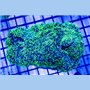 Rhodactis - Green NEON Hairy (Indo-Pacific) L