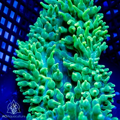 Bubble Tip Anemone - Quadricolor Neon Green  XL(Indo-Pacific)