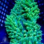 Bubble Tip Anemone - Quadricolor Neon Green  XL(Indo-Pacific)