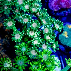 Alveopora sp. - Neon Pink/Orange Center Frags