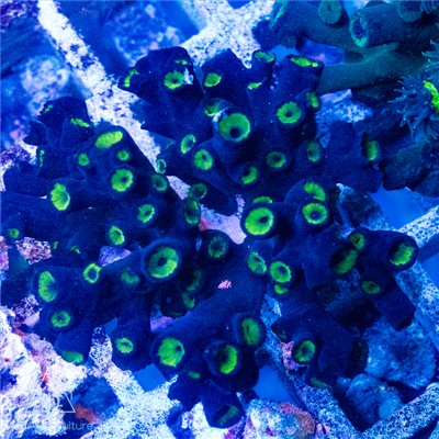 AE-2050