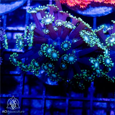 AE-2580