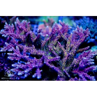 ACI Pink Cadillac Acro (Frag to Order)