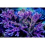 ACI Pink Cadillac Acro (Frag to Order)